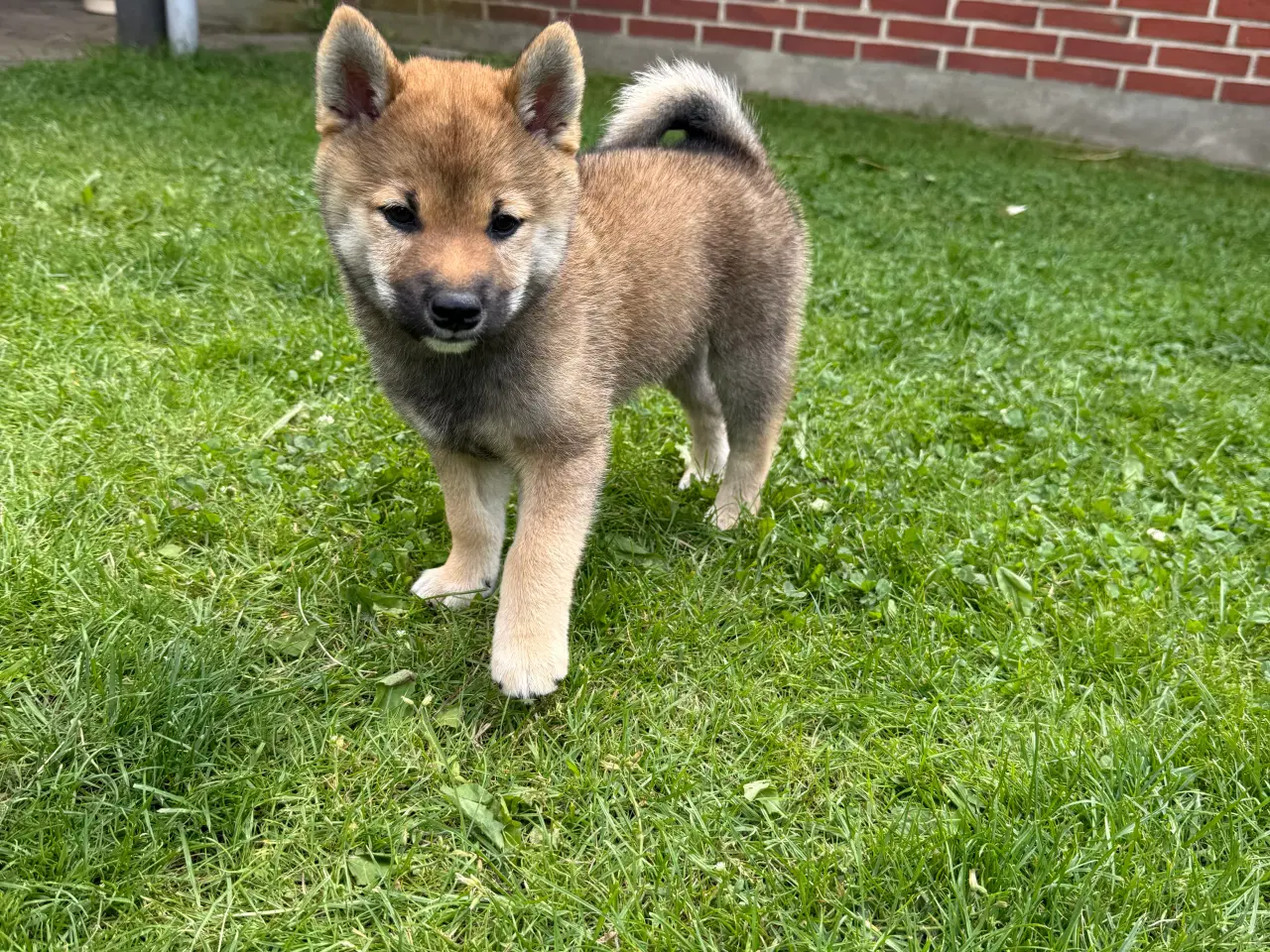 Billede 1 - Shiba inu hvalpe