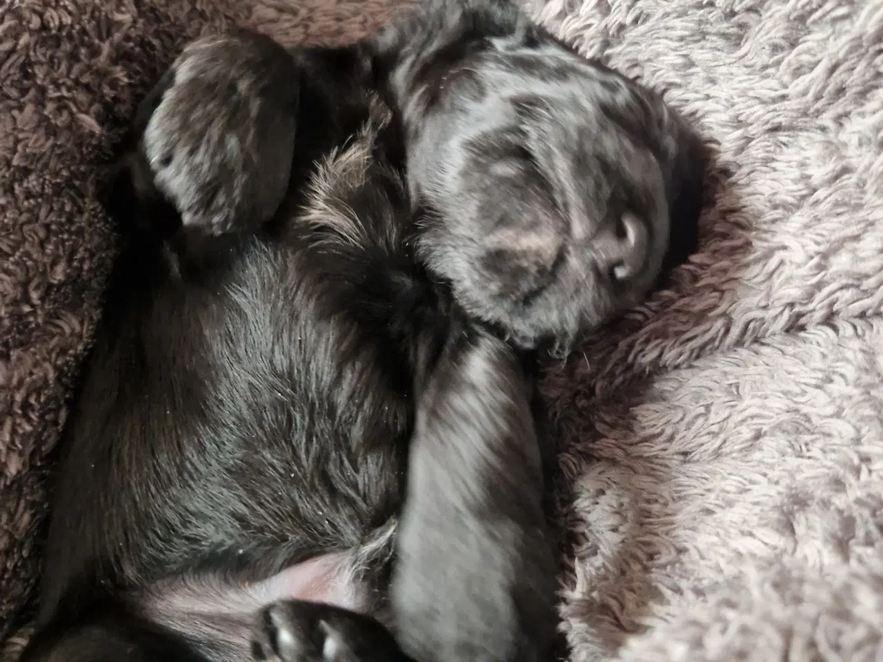 Billede 6 - Skønne Cavapoo-hvalpe – 4 piger og 2 drenge – k