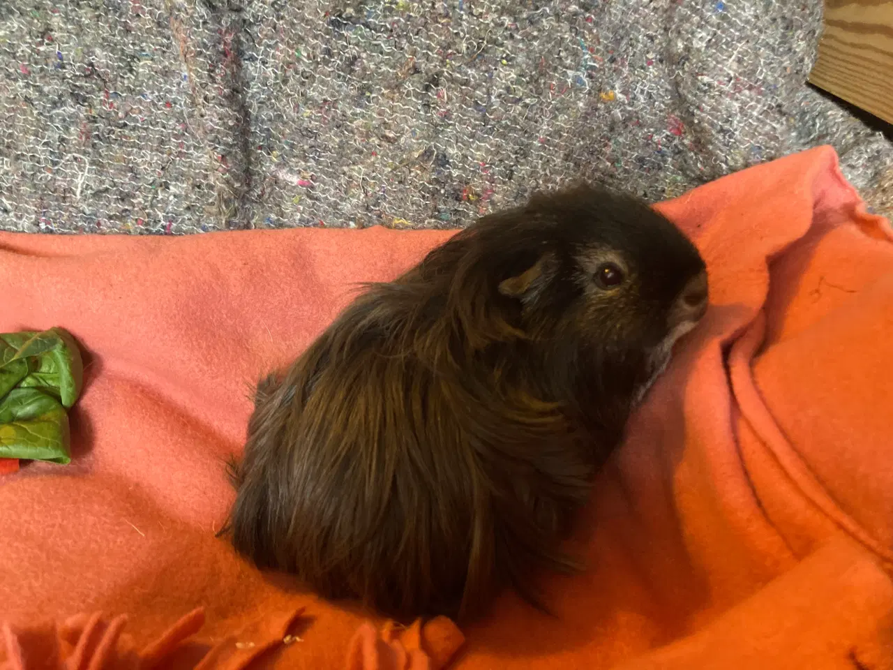 Billede 2 - Sheltie Marsvin pige søger nyt hjem