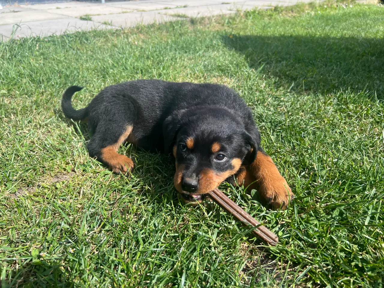 Billede 5 - Rottweiler hvalpe 