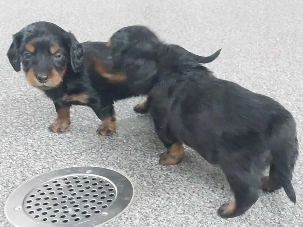 Billede 2 - Langhåret gravhund 