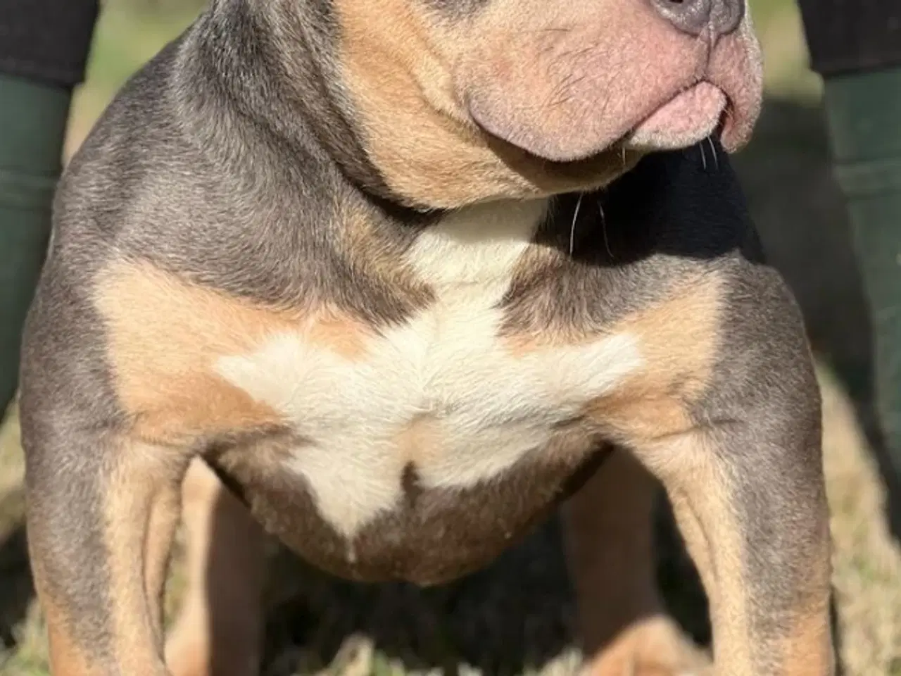 Billede 5 - American Bully pocket Strong Dreng ABKC