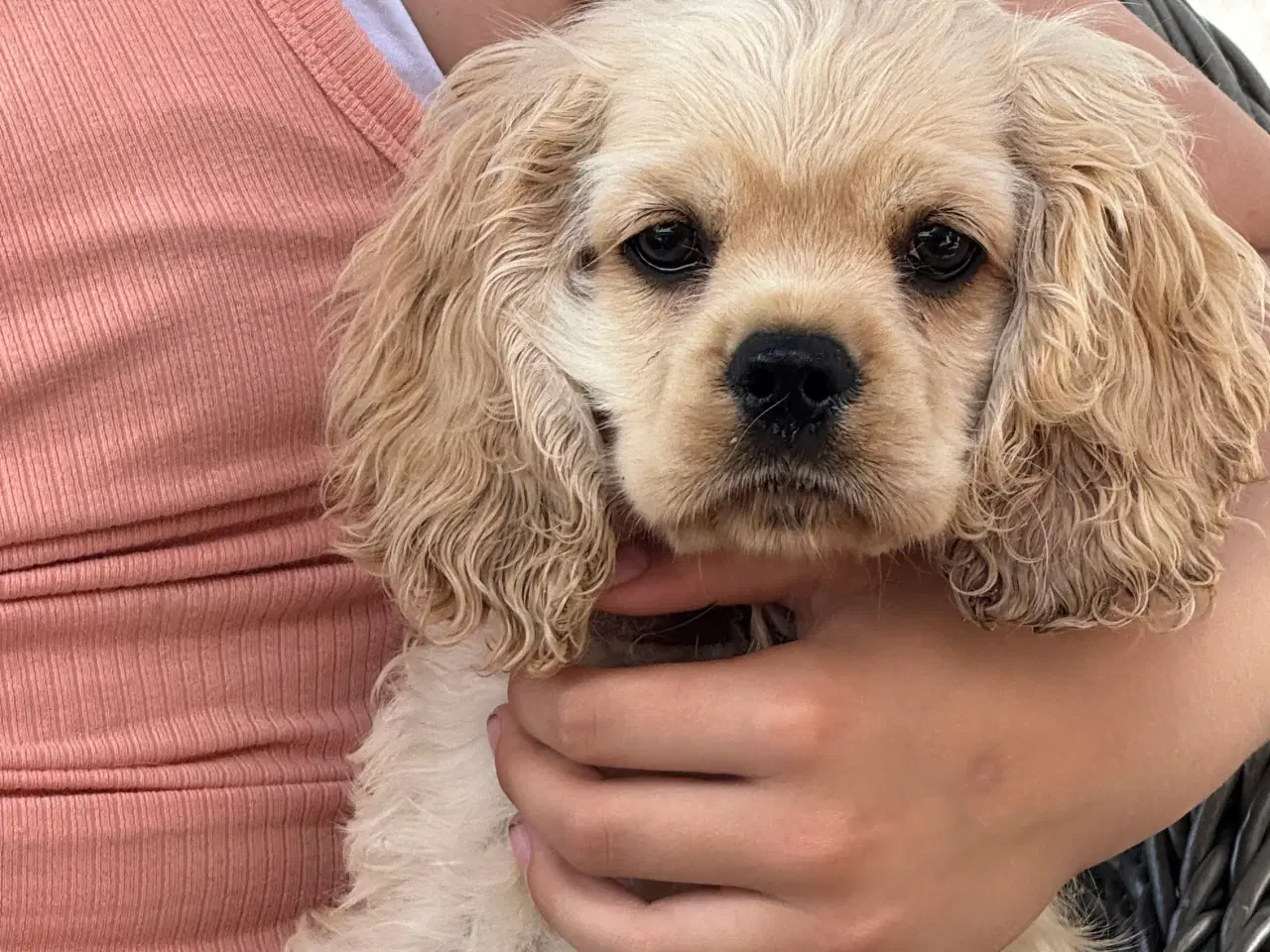 Billede 8 - Rejseklar 🧳 Skønne Amerikanske Cockerspaniel 