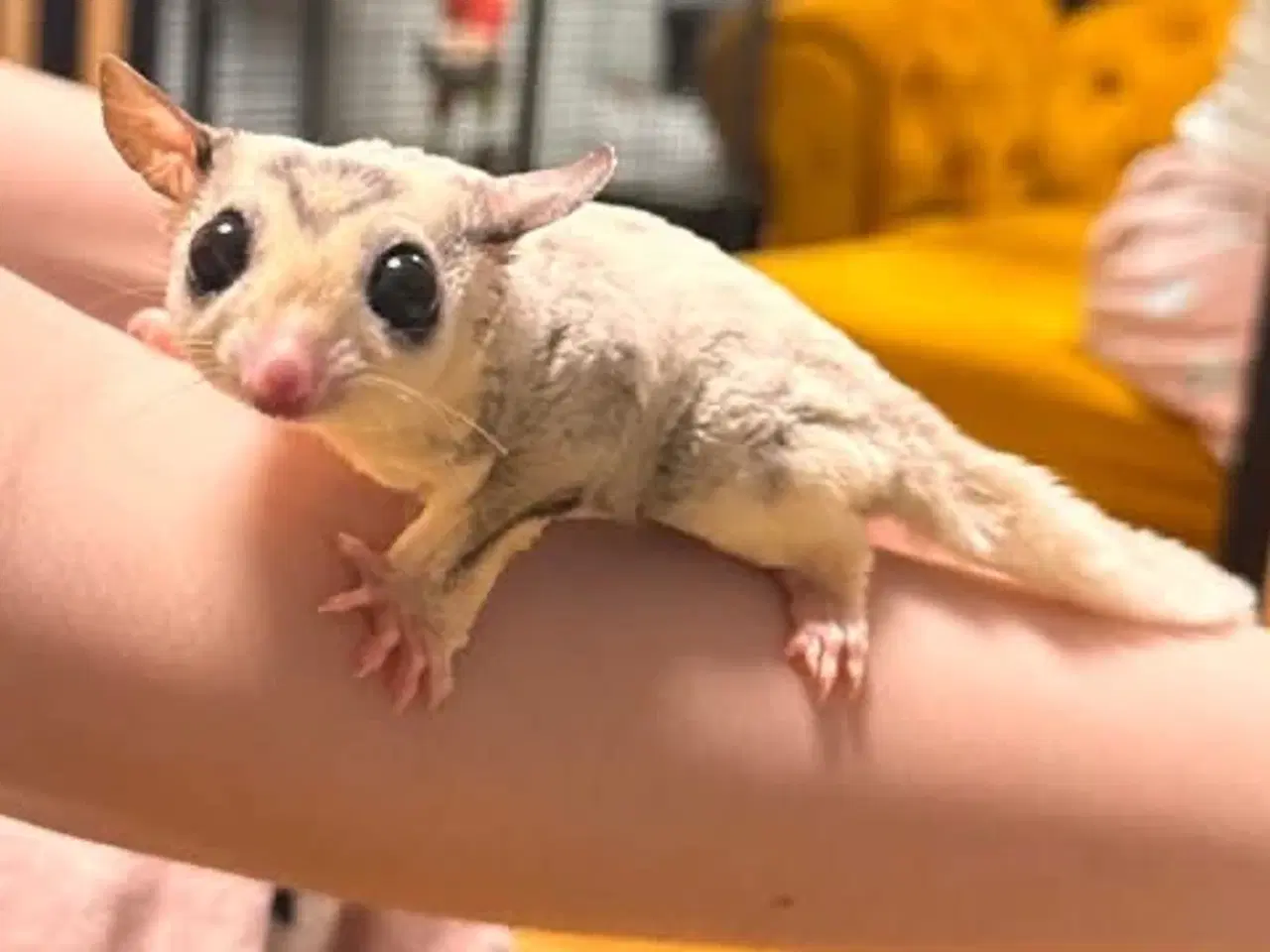 Billede 3 - sælger mine to meget søde og venlige sugerglider 