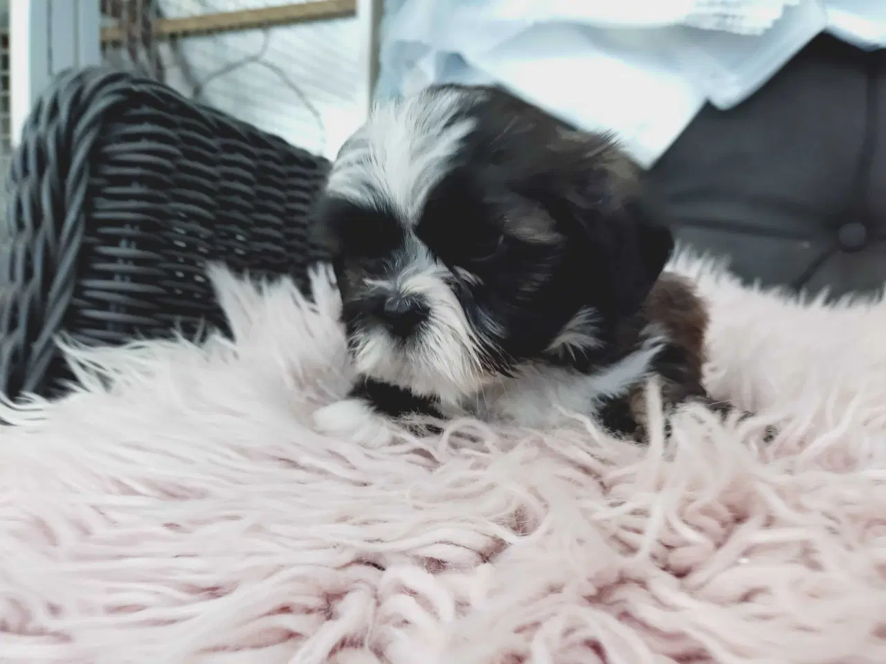 Billede 4 - Lhasa apso hvalpe med stambog