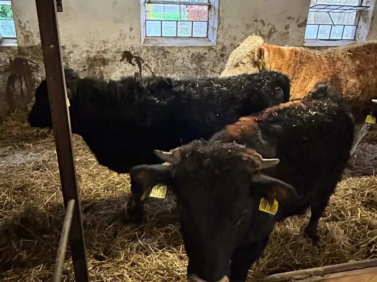 Billede 2 - dexter krydsning med blåvid