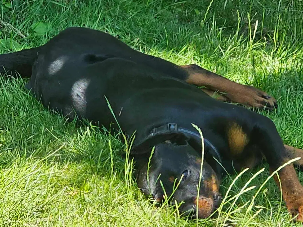 Billede 4 - Hund, rottweiler 