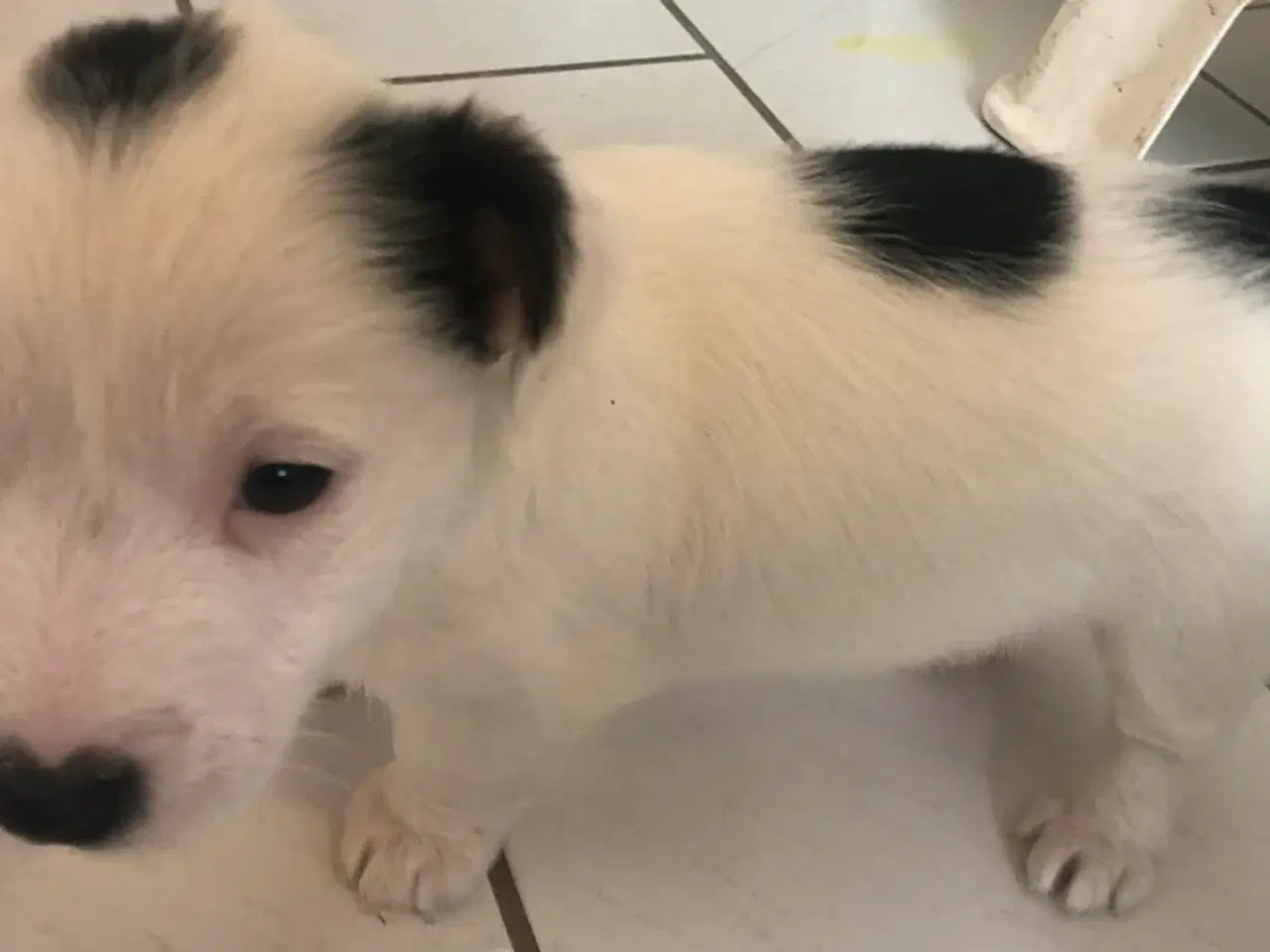 Billede 3 - Jack Russell Terrier hvalpe 8 uger 1-3-26