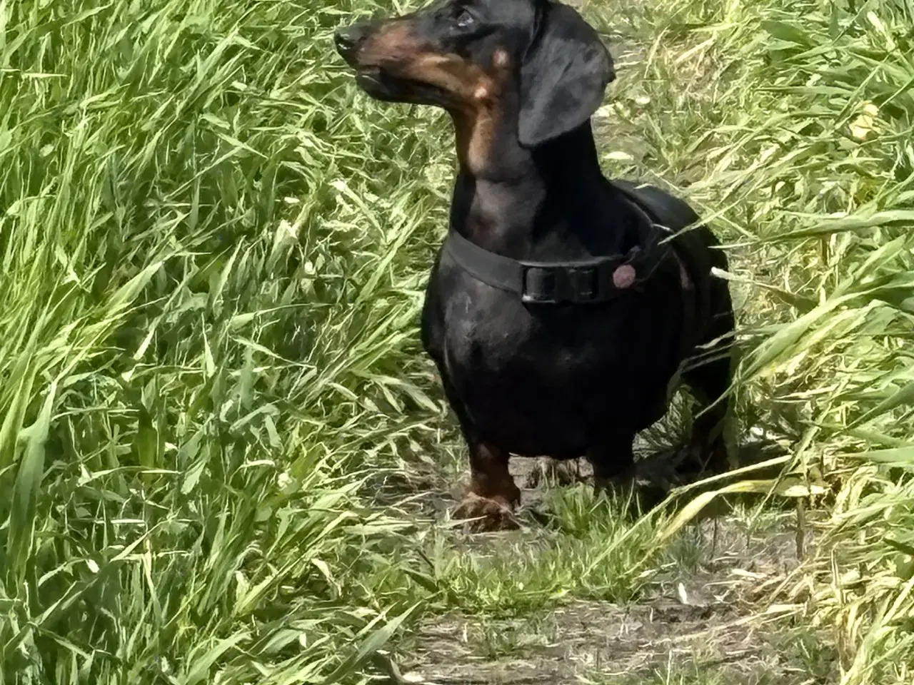 Billede 6 - Standard Black/Tan Tæve 