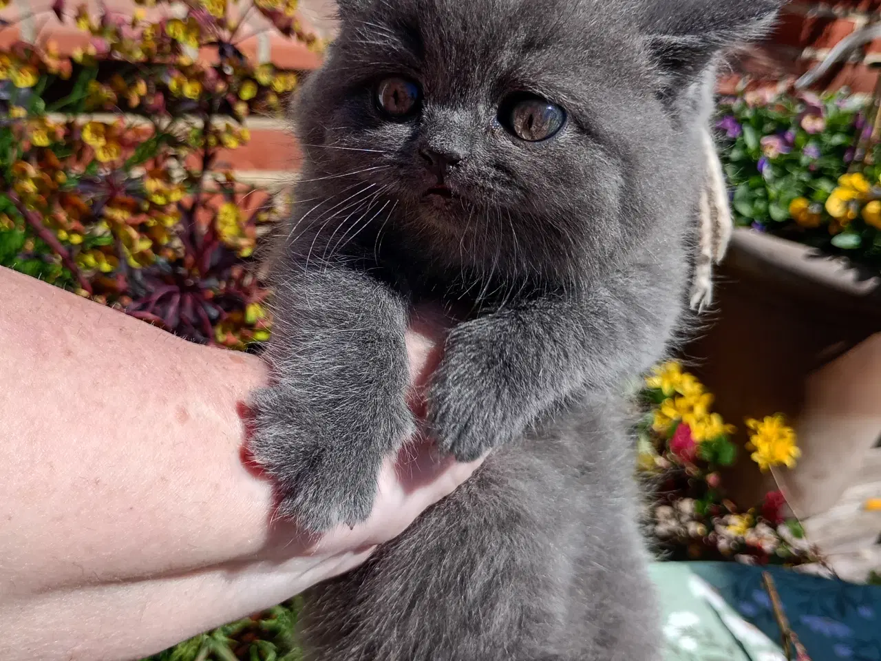 Billede 1 - British shorthair pige - RESERVERET