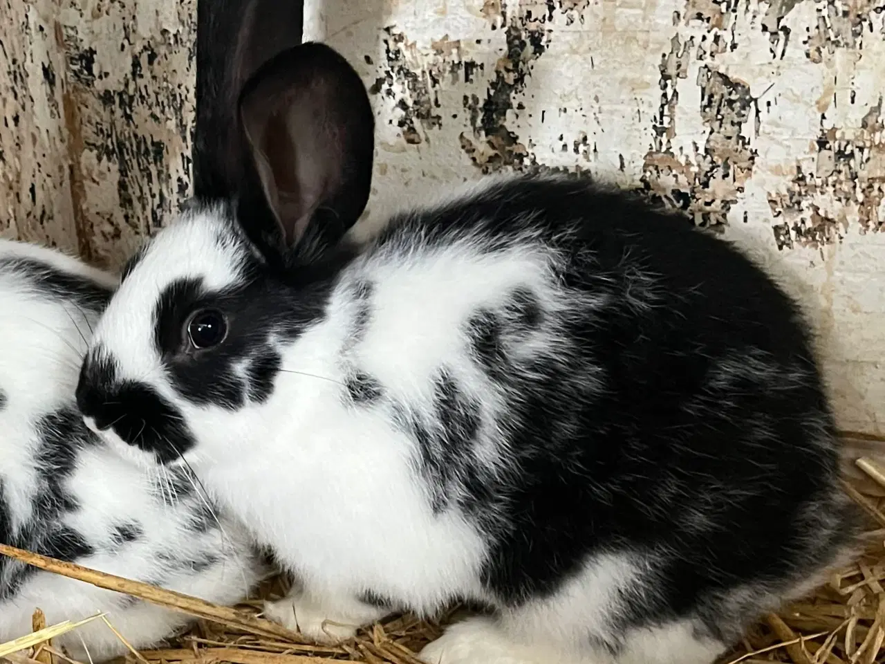 Billede 4 - Plettede unger