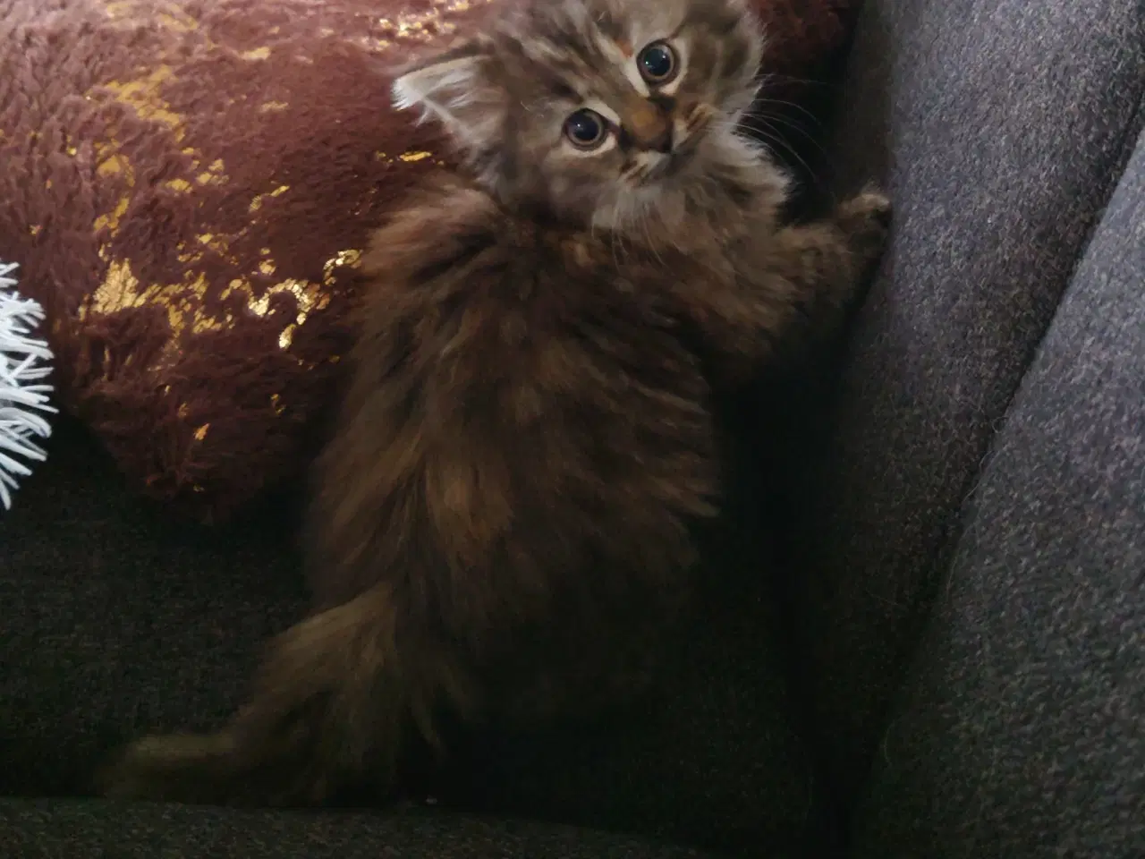 Billede 6 - Maine coon killing Far med tavle