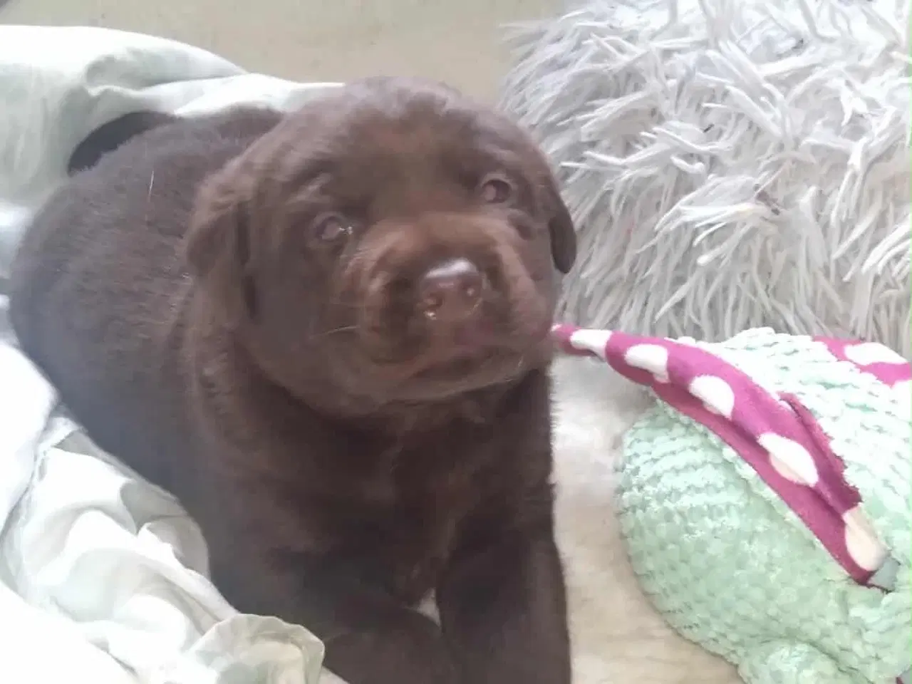 Billede 7 - Labrador hvalp klar flytte til nye hjem 9/11
