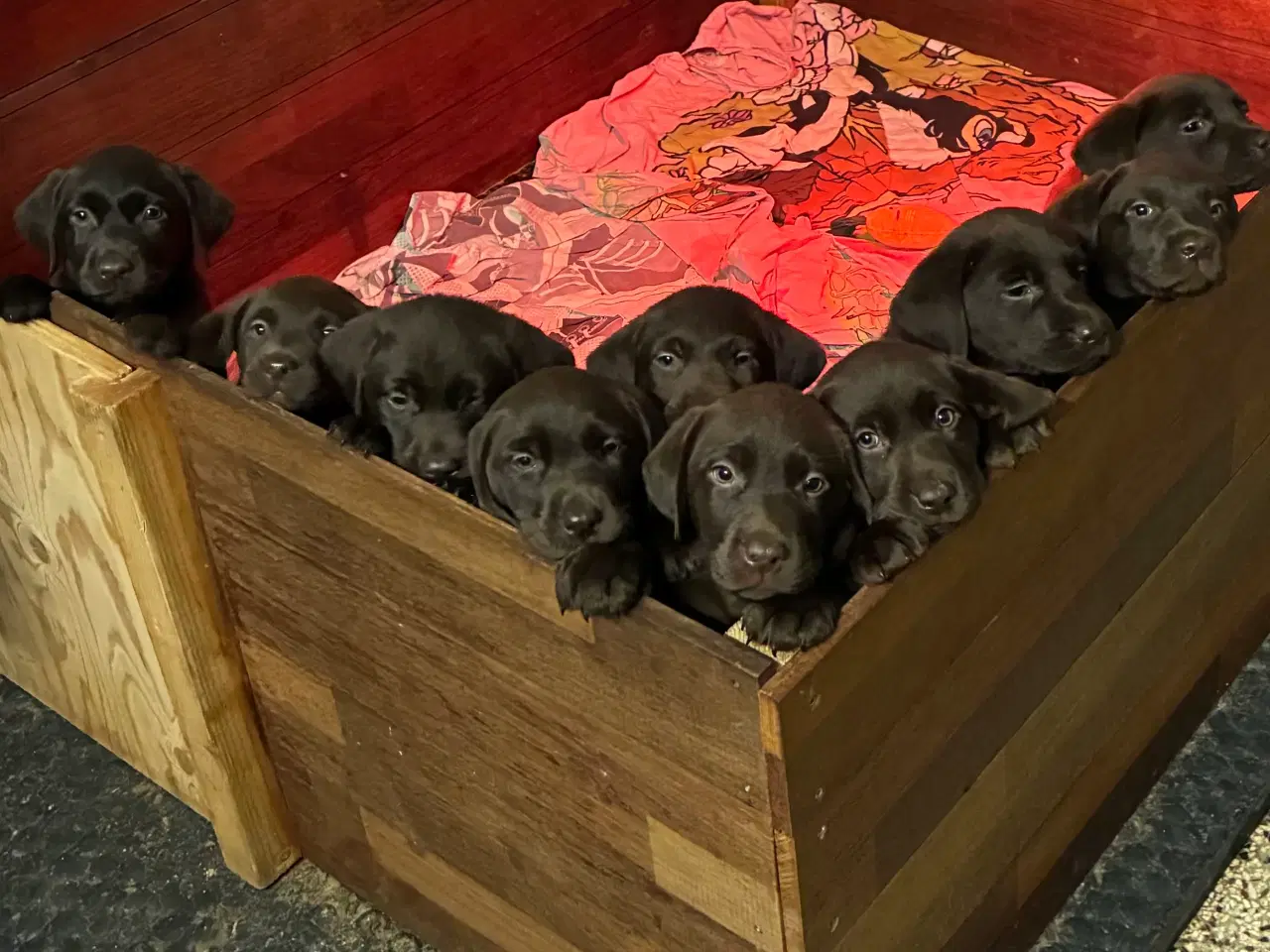 Billede 2 - 1 hanhund brun gammel labrador