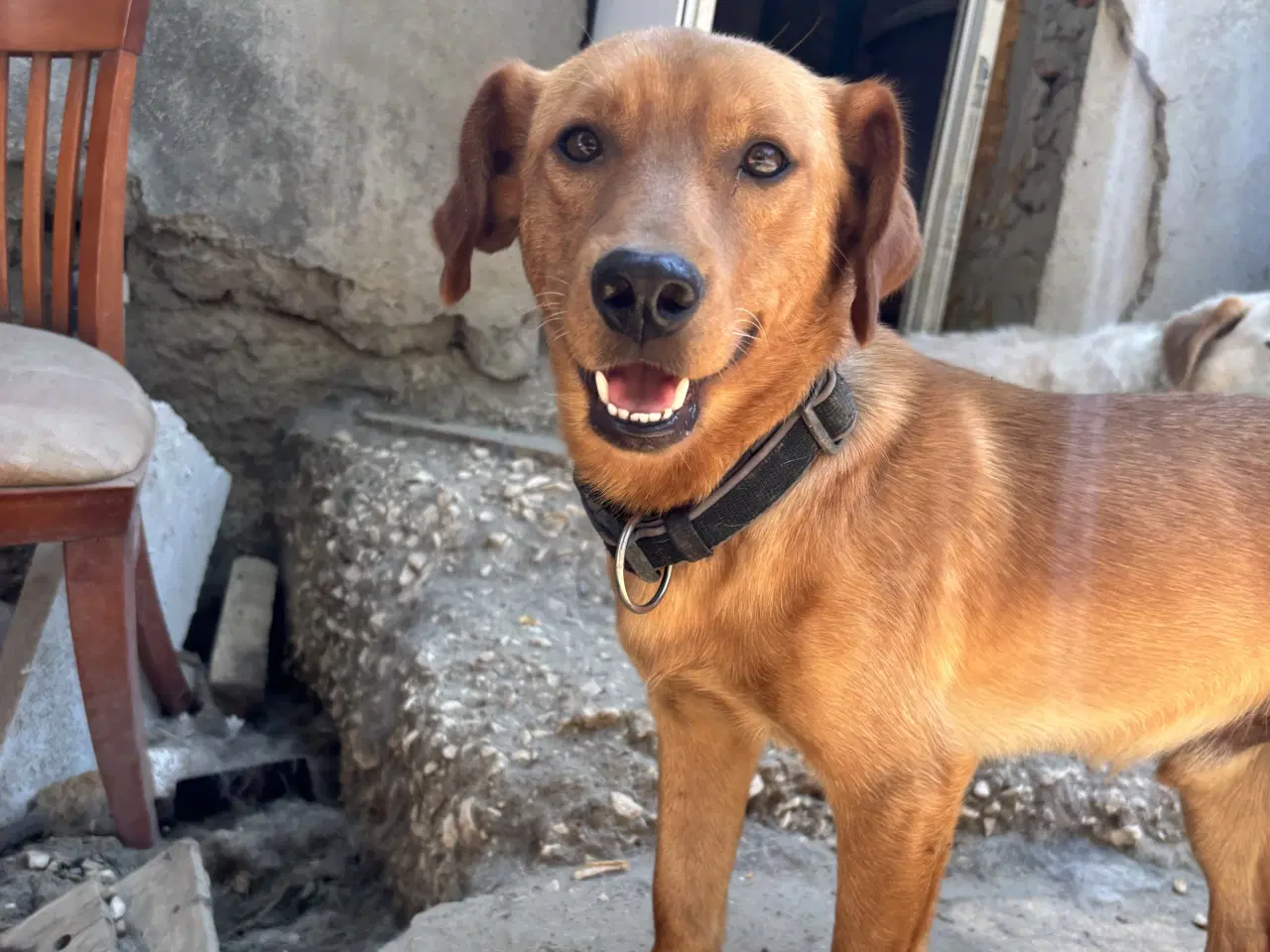 Billede 3 - Zeus søger familie! 🩵