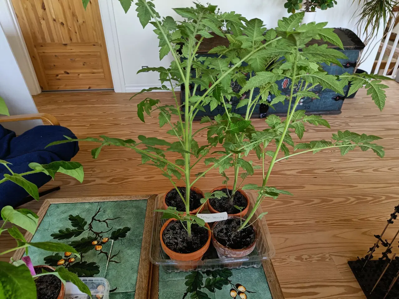 Billede 7 - Mange forskellige tomatplanter