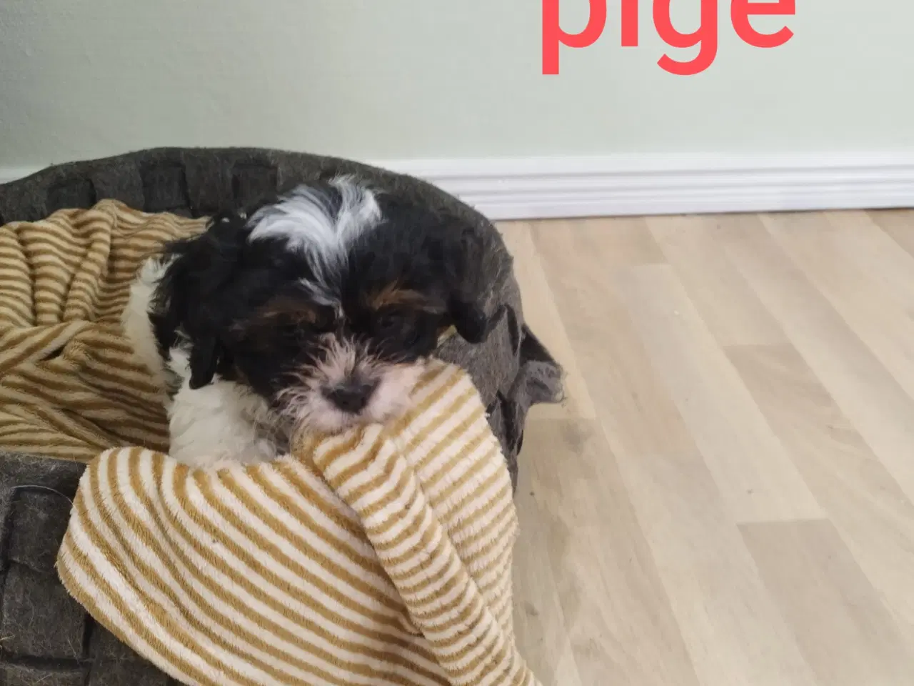 Billede 1 - Coton de tulear hvalpe