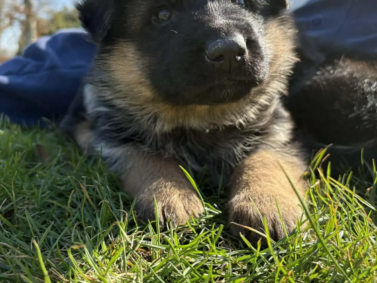 Billede 6 - Skønne schæferhvalpe