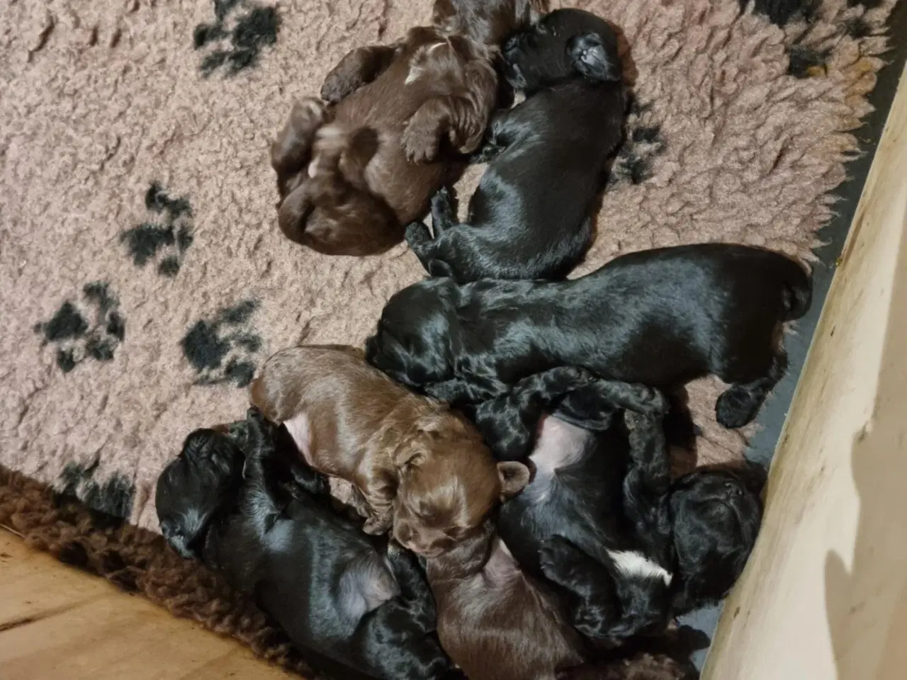 Billede 3 - FT cocker spaniel hunde til salg 
