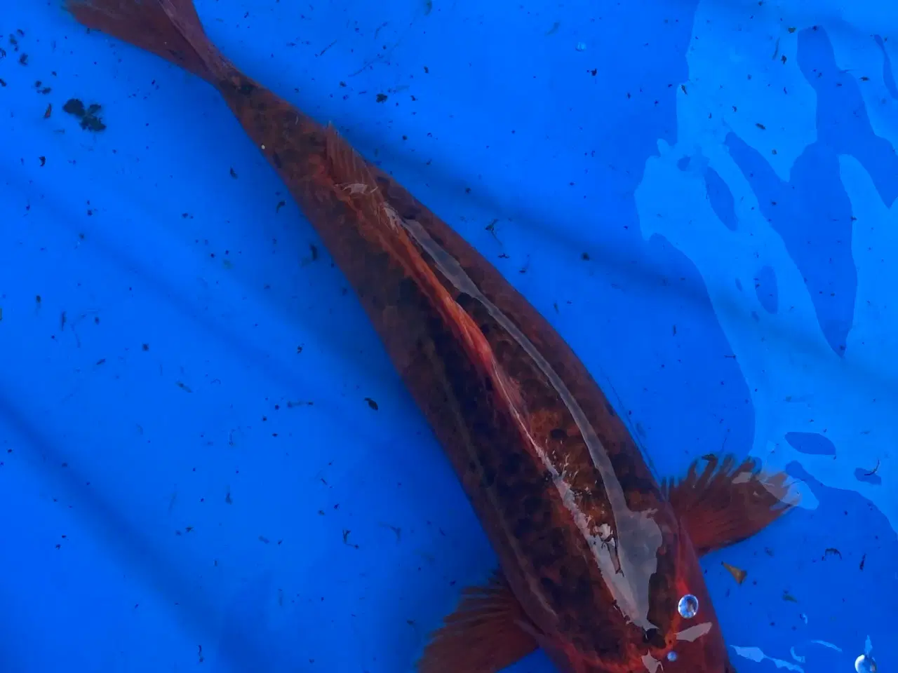 Billede 3 - Koi karper 