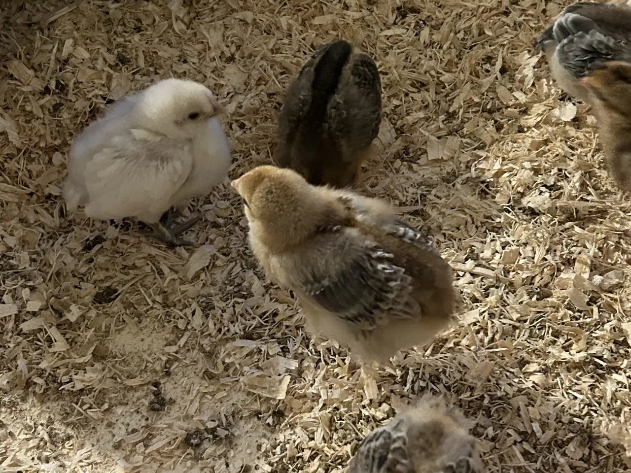 Billede 6 - Daggamle kyllinger sælges 