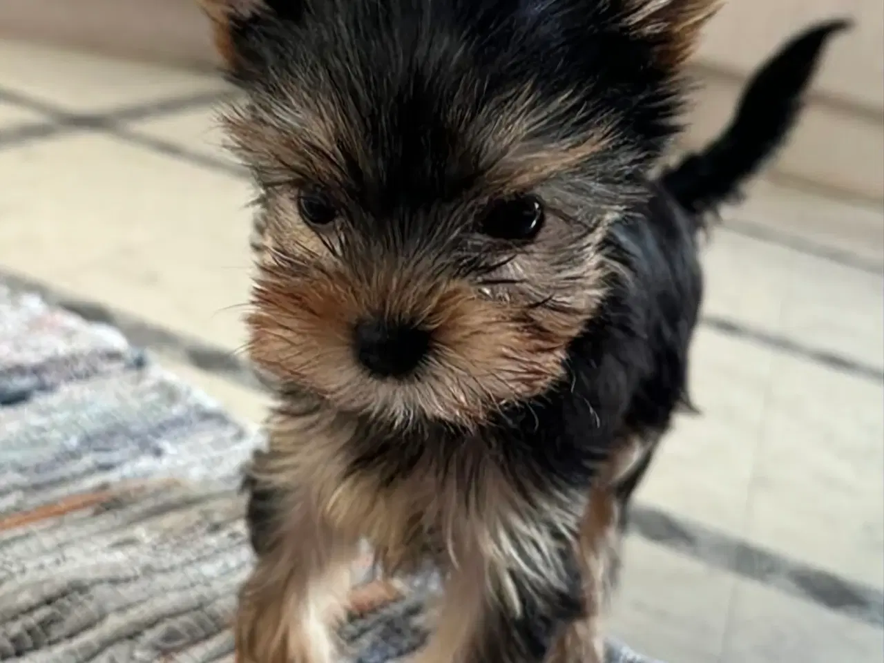 Billede 4 - Skønne Yorkshire Terrier hvalpe til salg!