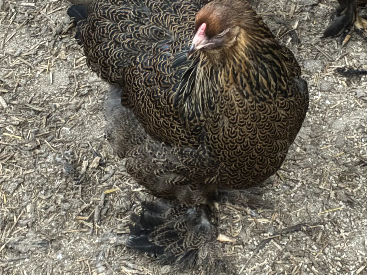 Billede 3 - Brahma i stort race