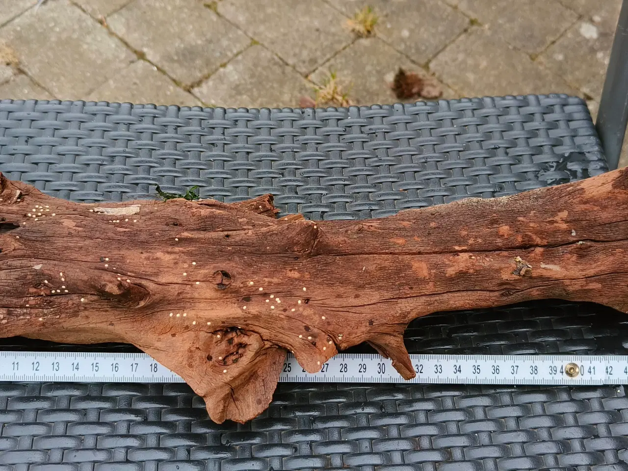Billede 1 - Flotte trærødder sælges