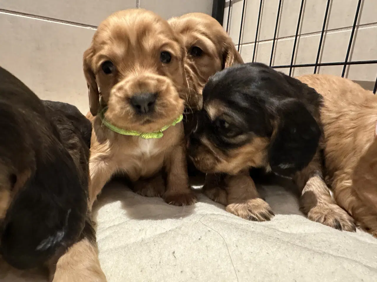 Billede 5 - Cocker spaniel 