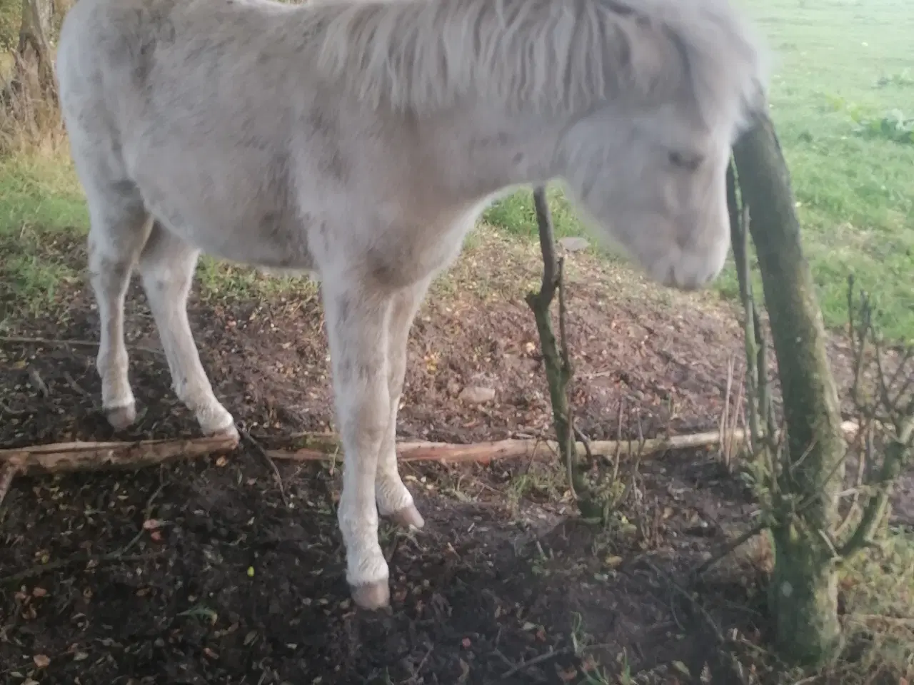 Billede 4 - Islænder palomino med blis
