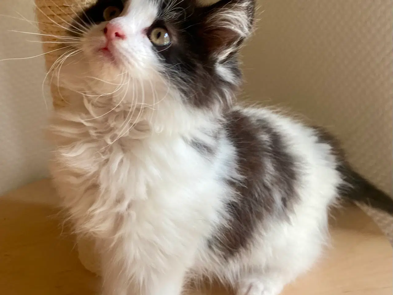 Billede 10 - Maine Coon Perser killinger
