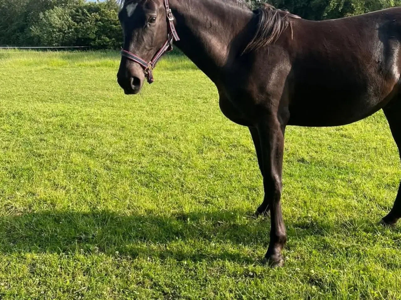 Billede 4 - Oldenborg blanding 