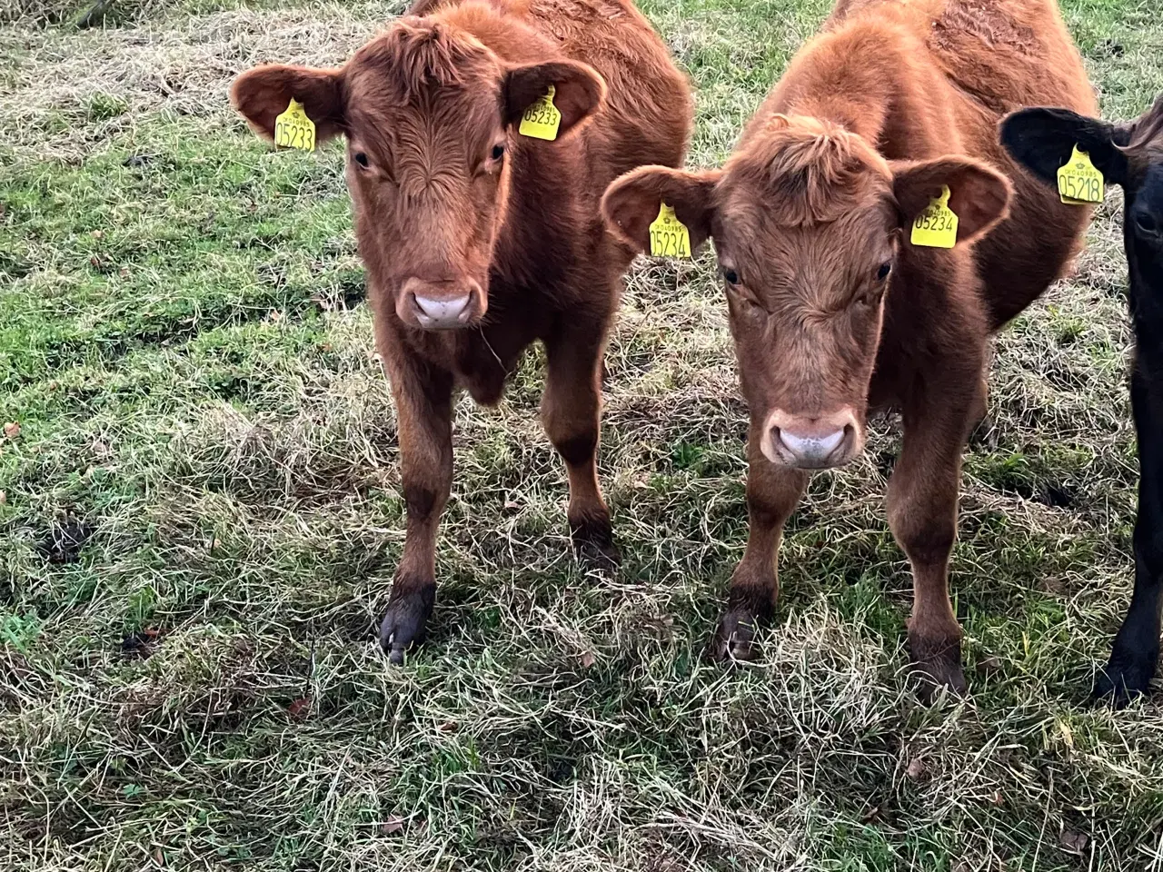 Billede 1 - Aberdeen angus/ Jersey stude