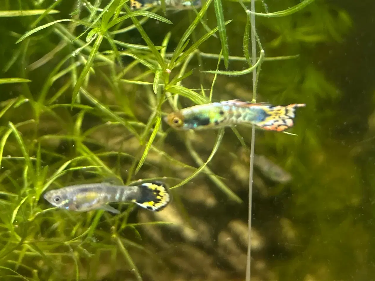 Billede 1 - Gubby mix - flotte farver