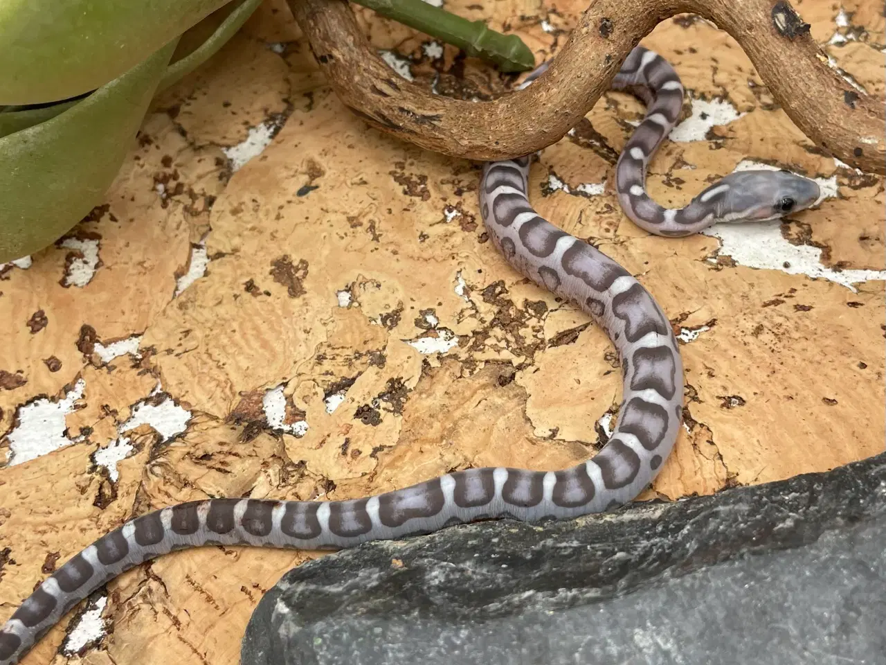 Billede 4 - Scalelees anery kornsnohe