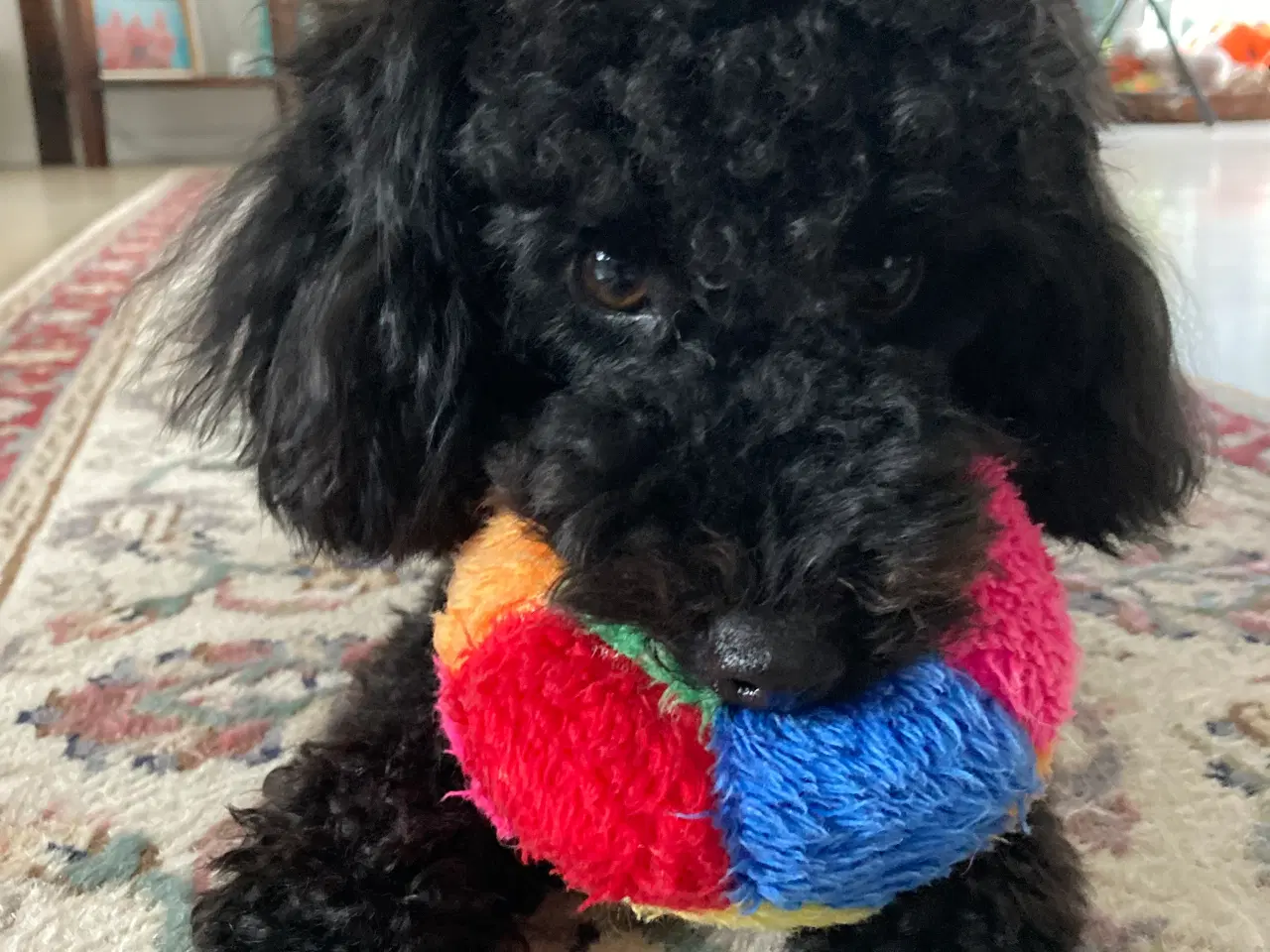 Billede 19 - 5 ugers Dværgpudel drenge