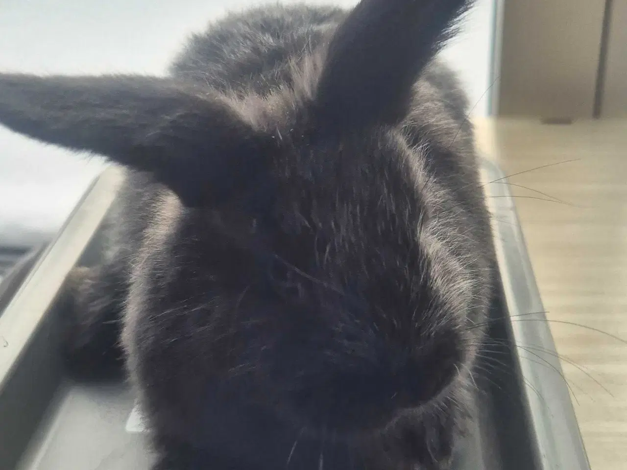 Billede 6 - 5 søde kaninunger til salg 