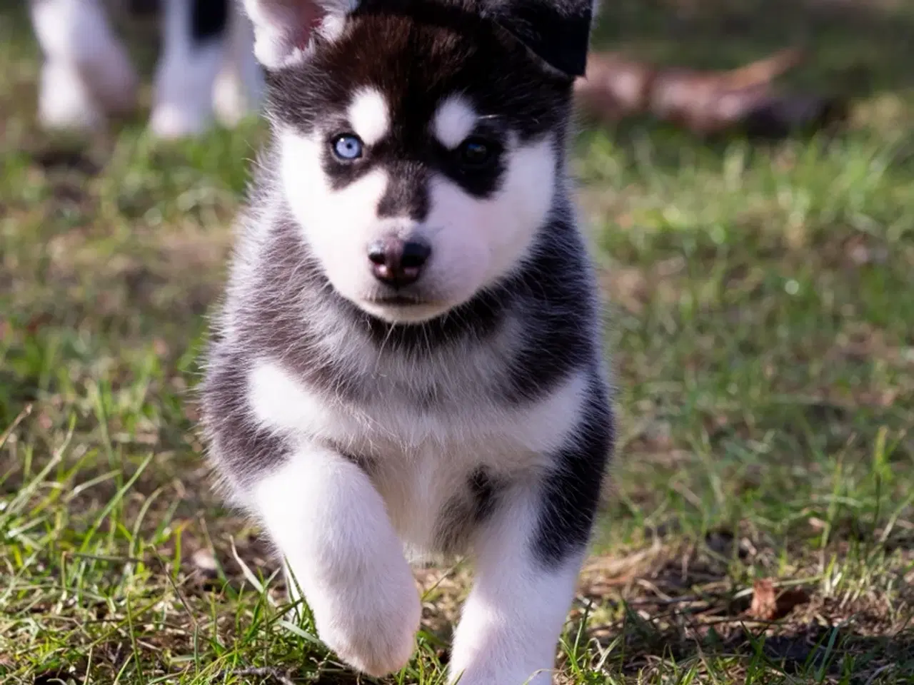 Billede 4 - Alaskan Husky/malamute hvalpe
