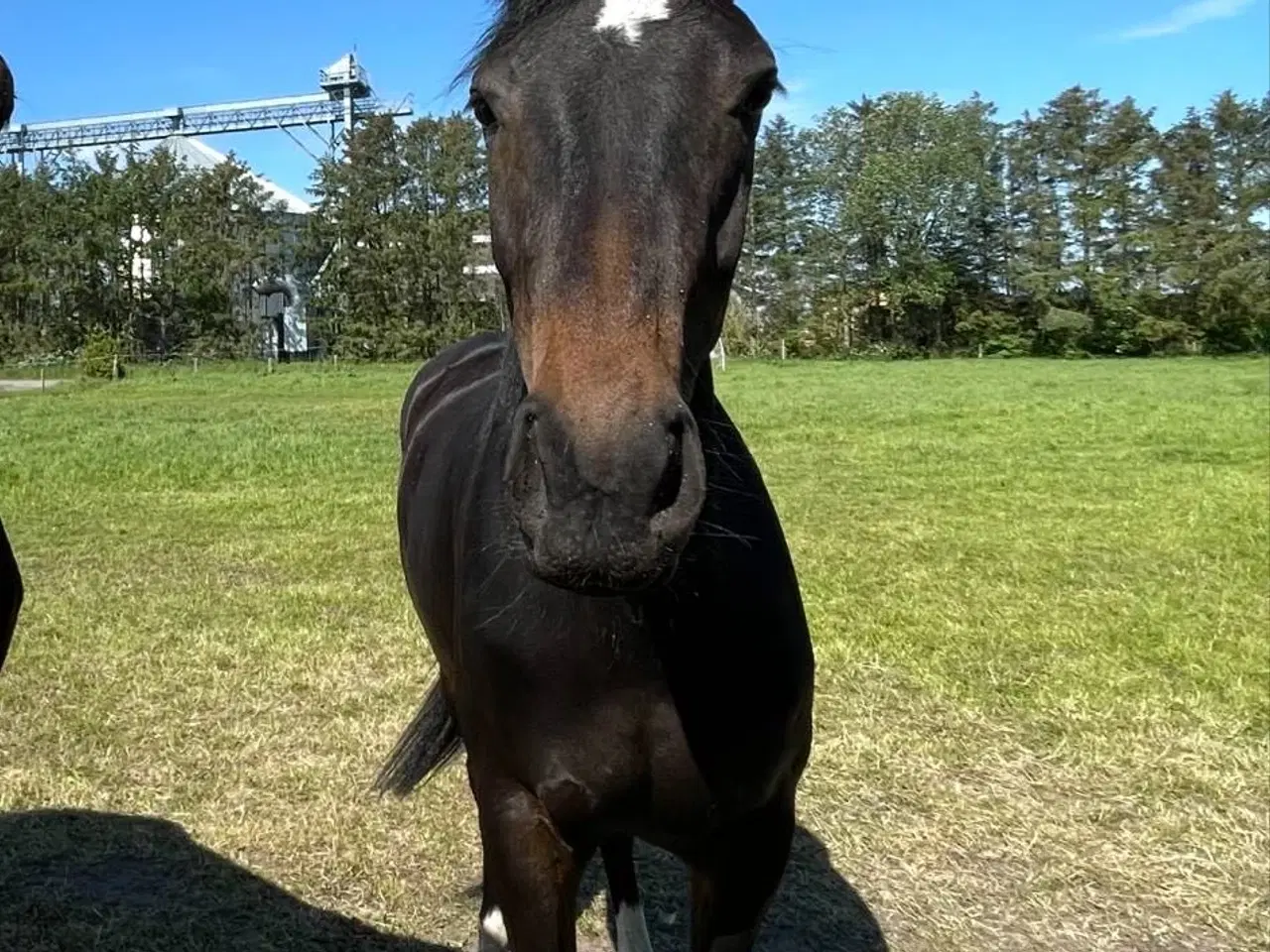 Billede 2 - Vallak 3 år 167cm