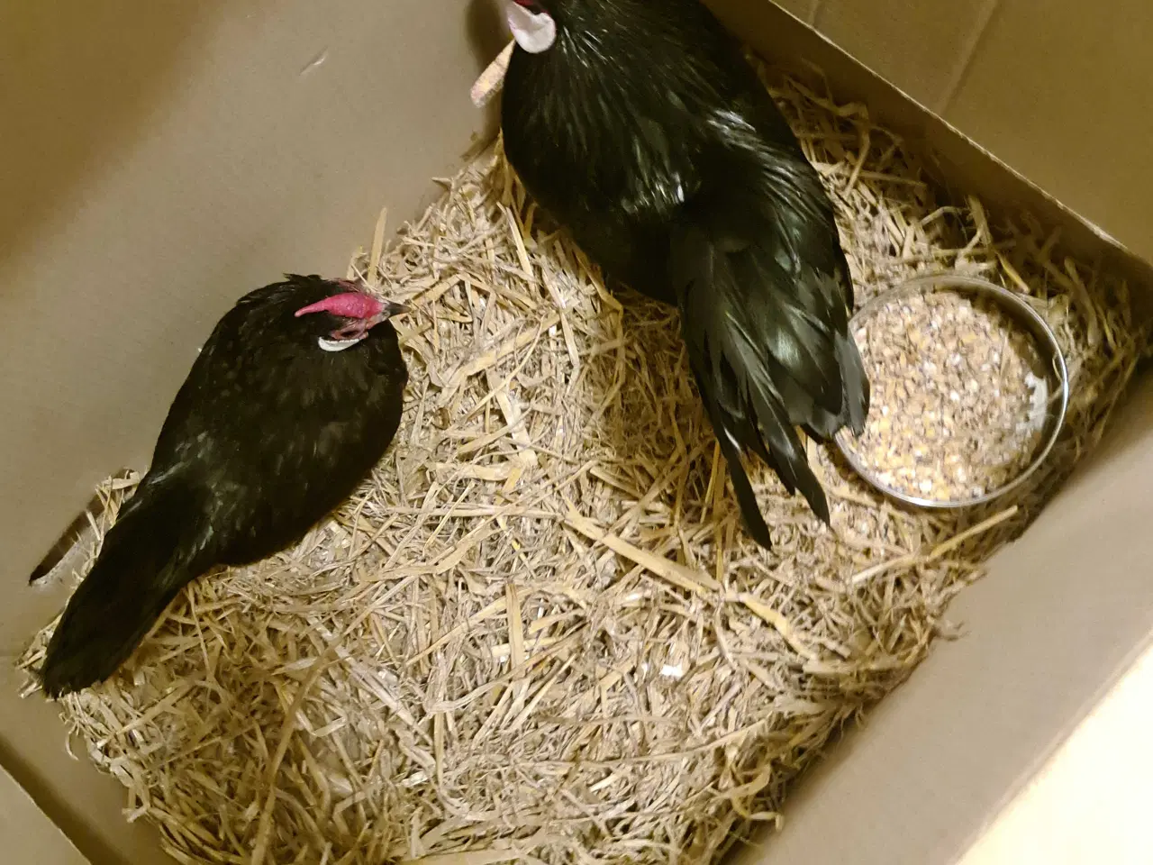 Billede 2 - Sort Bantam dværghøns