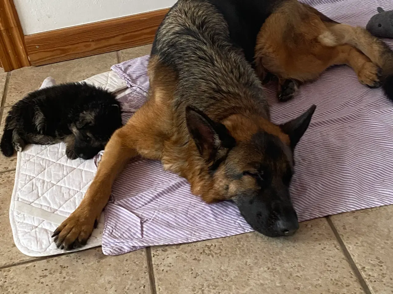 Billede 9 - Schæfer hvalpe med DKK stamtavle 