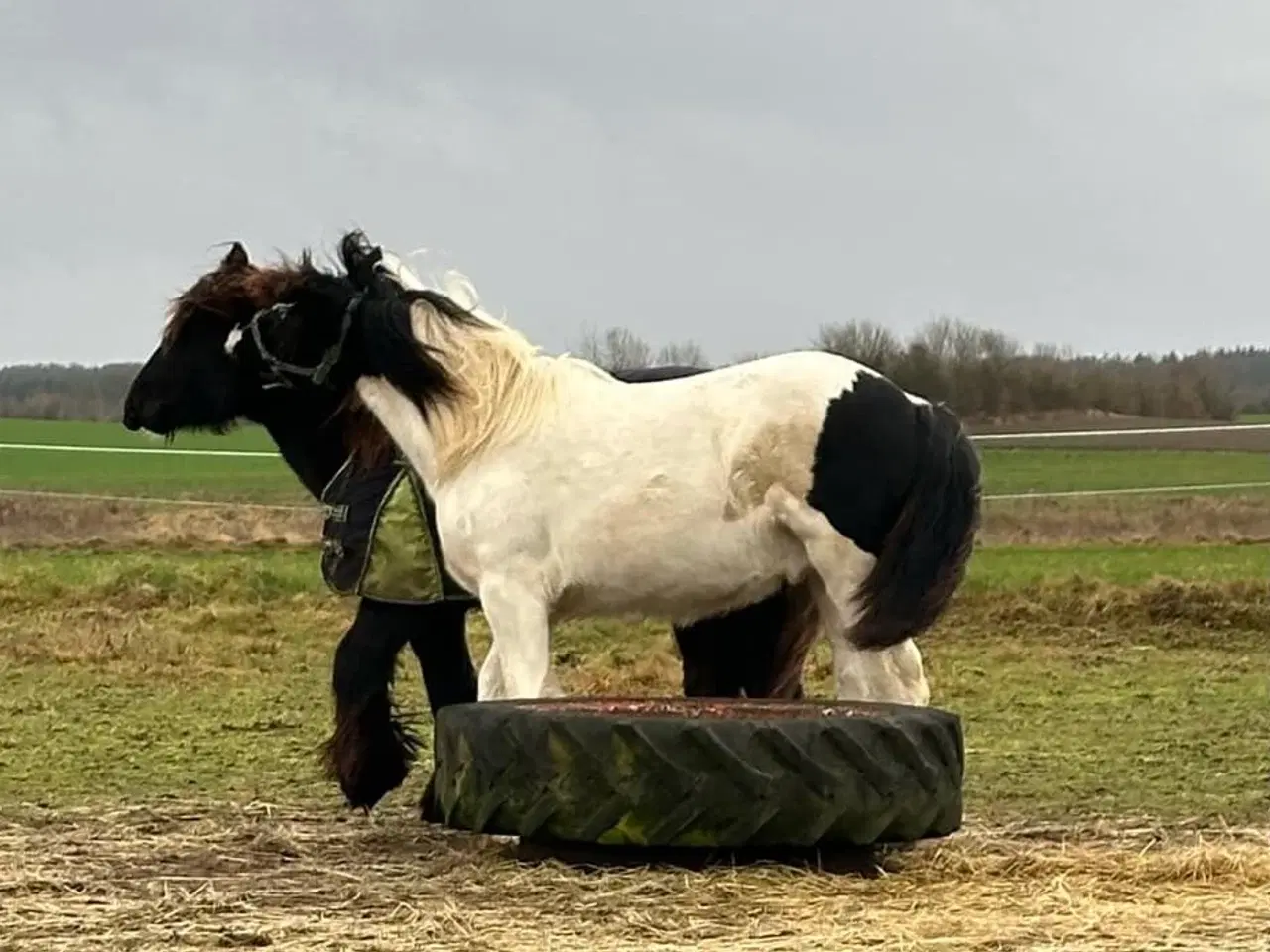 Billede 10 - Sød ung hingst byttes evt til anden hest/pony