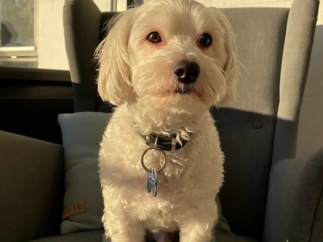 Billede 1 - Coton de   Tulear