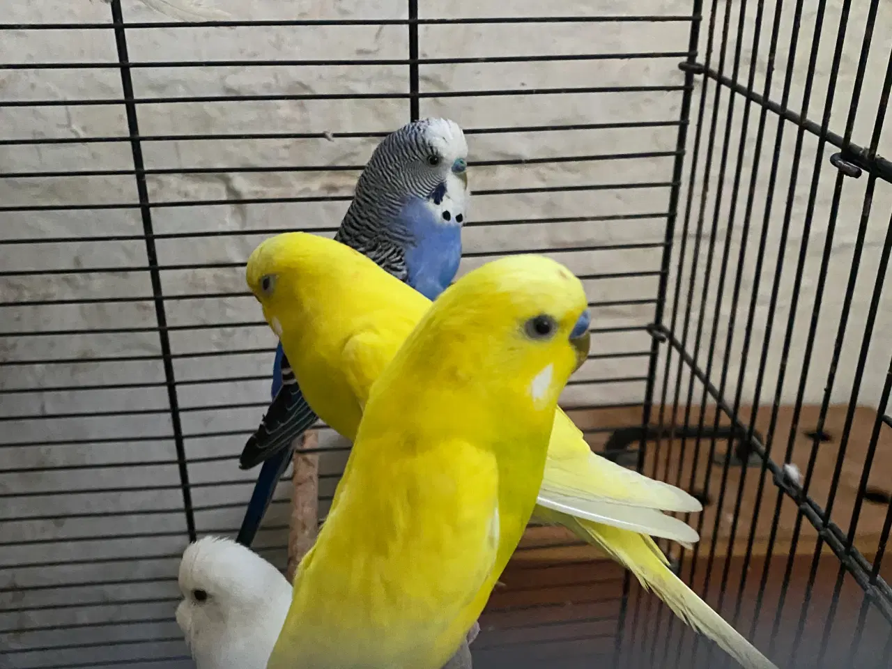 Billede 1 - Undulater