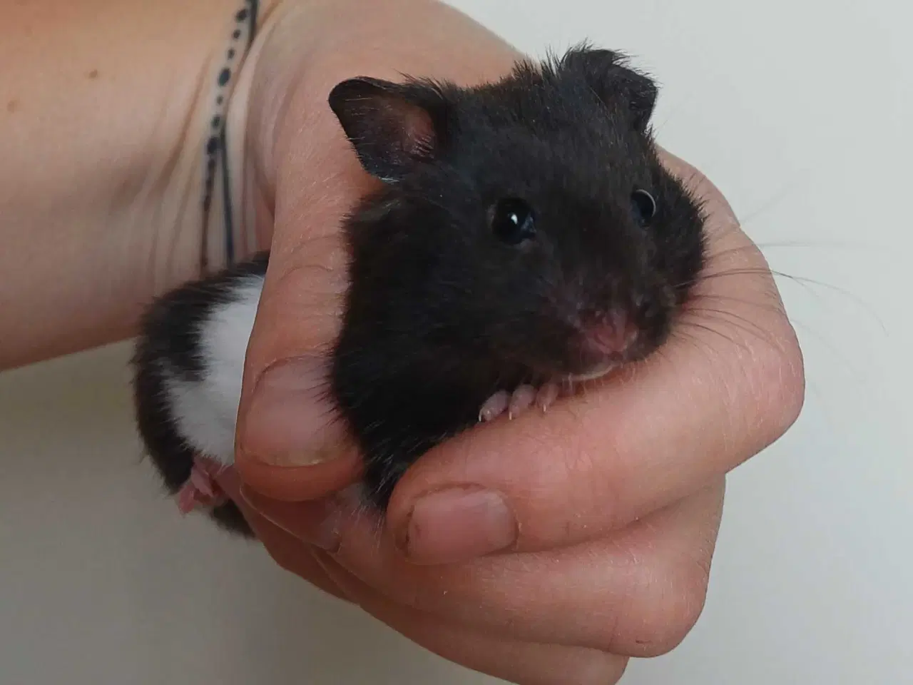 Billede 13 - Guldhamster unger