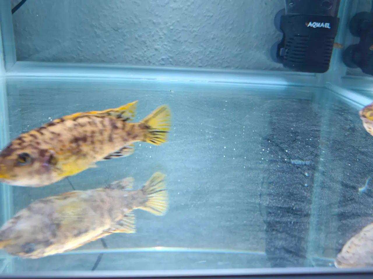 Billede 3 - Malawi cichlider