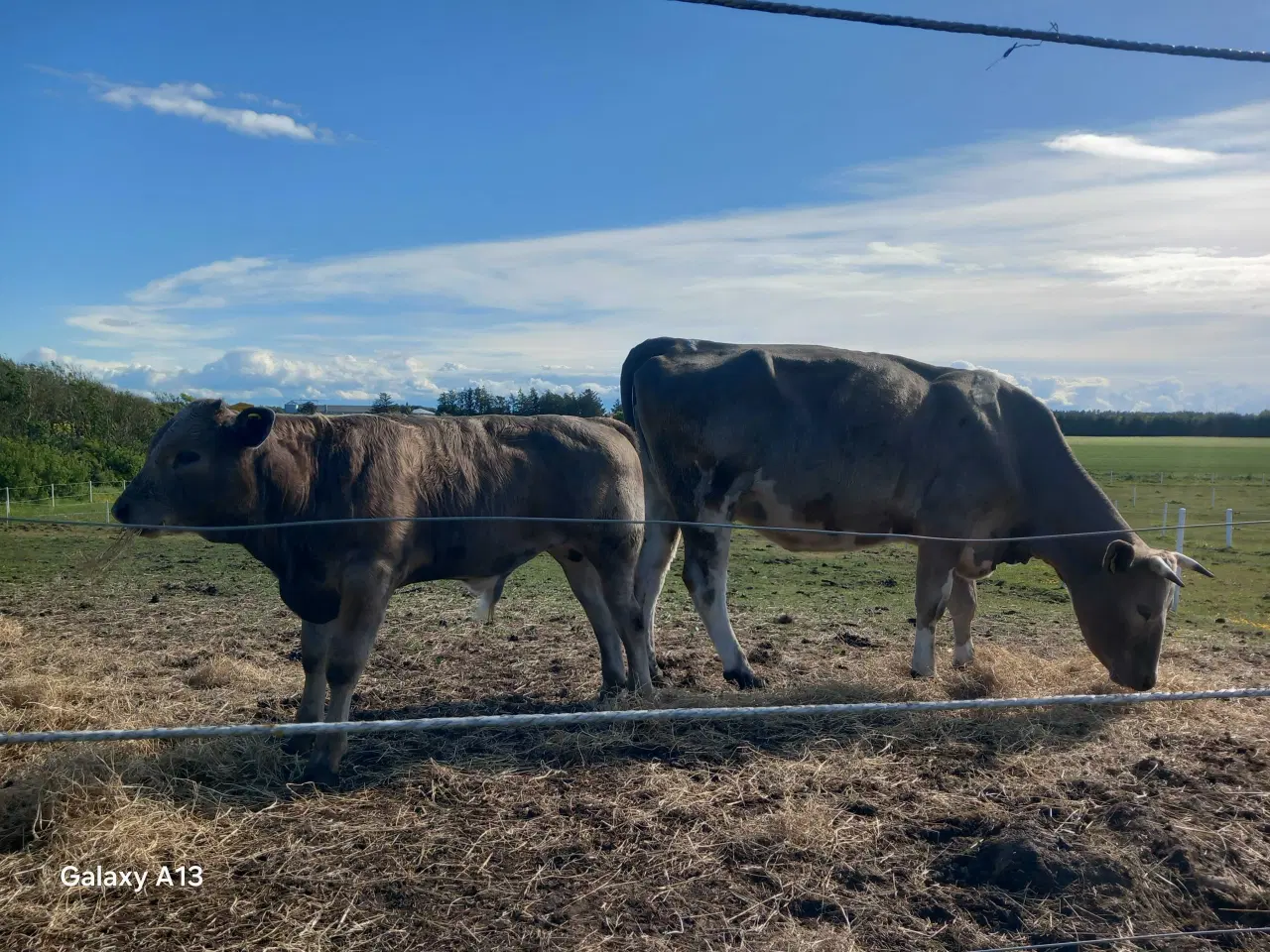 Billede 3 - Charolais/Holstein ko