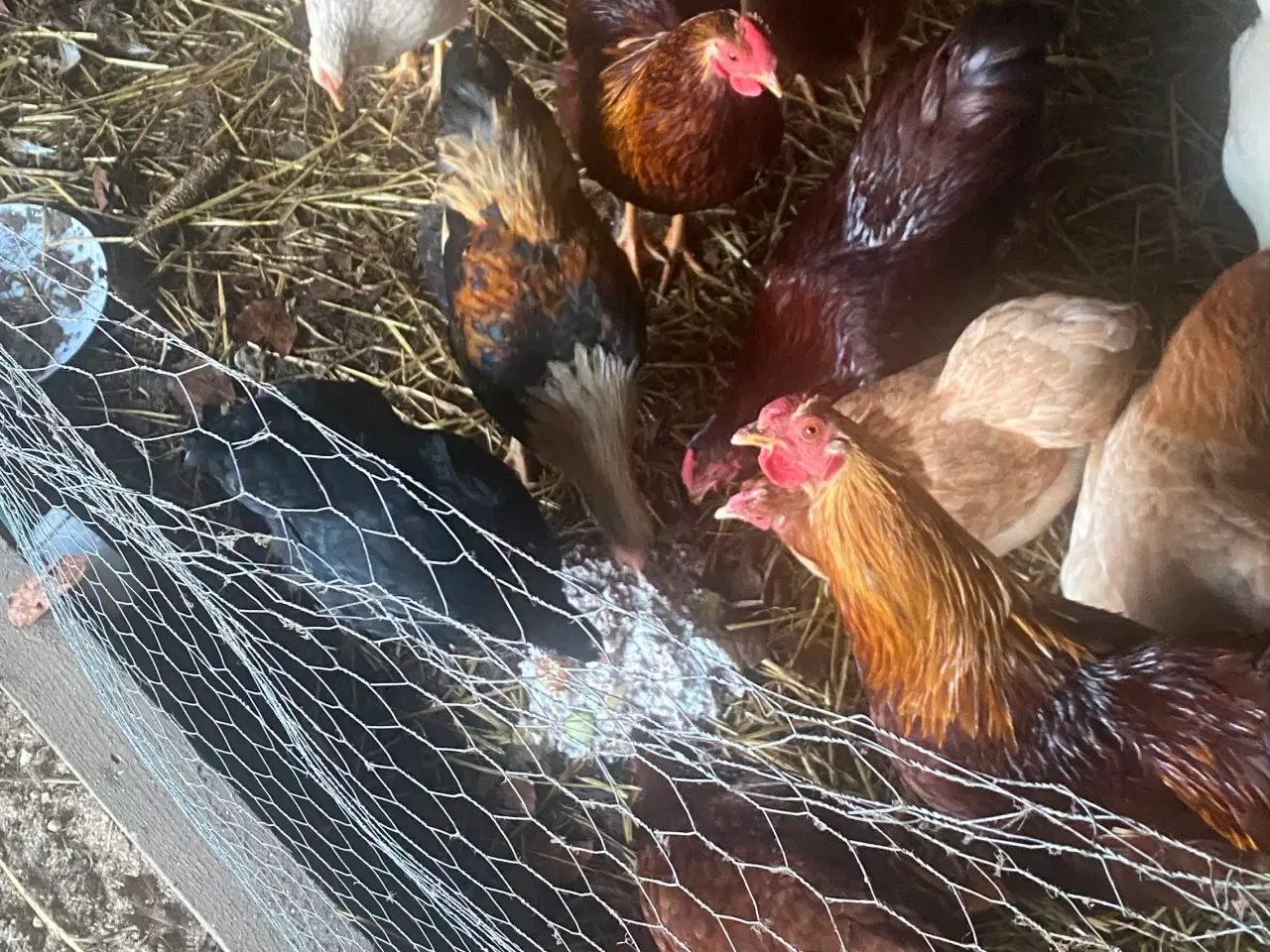 Billede 1 - Hanekyllinger