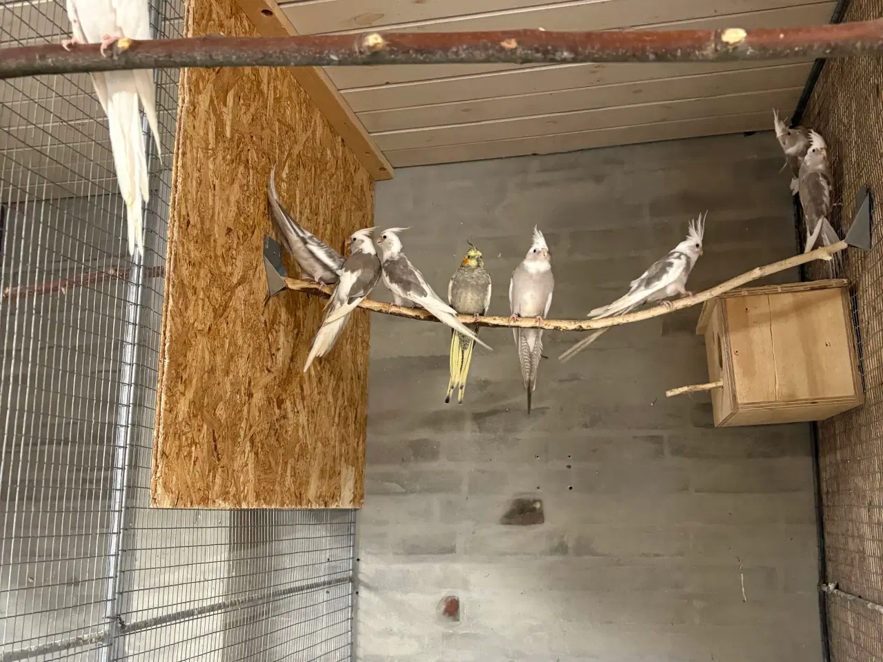 Billede 4 - Mange flotte nymferparekitter alder fra 7/14 måned