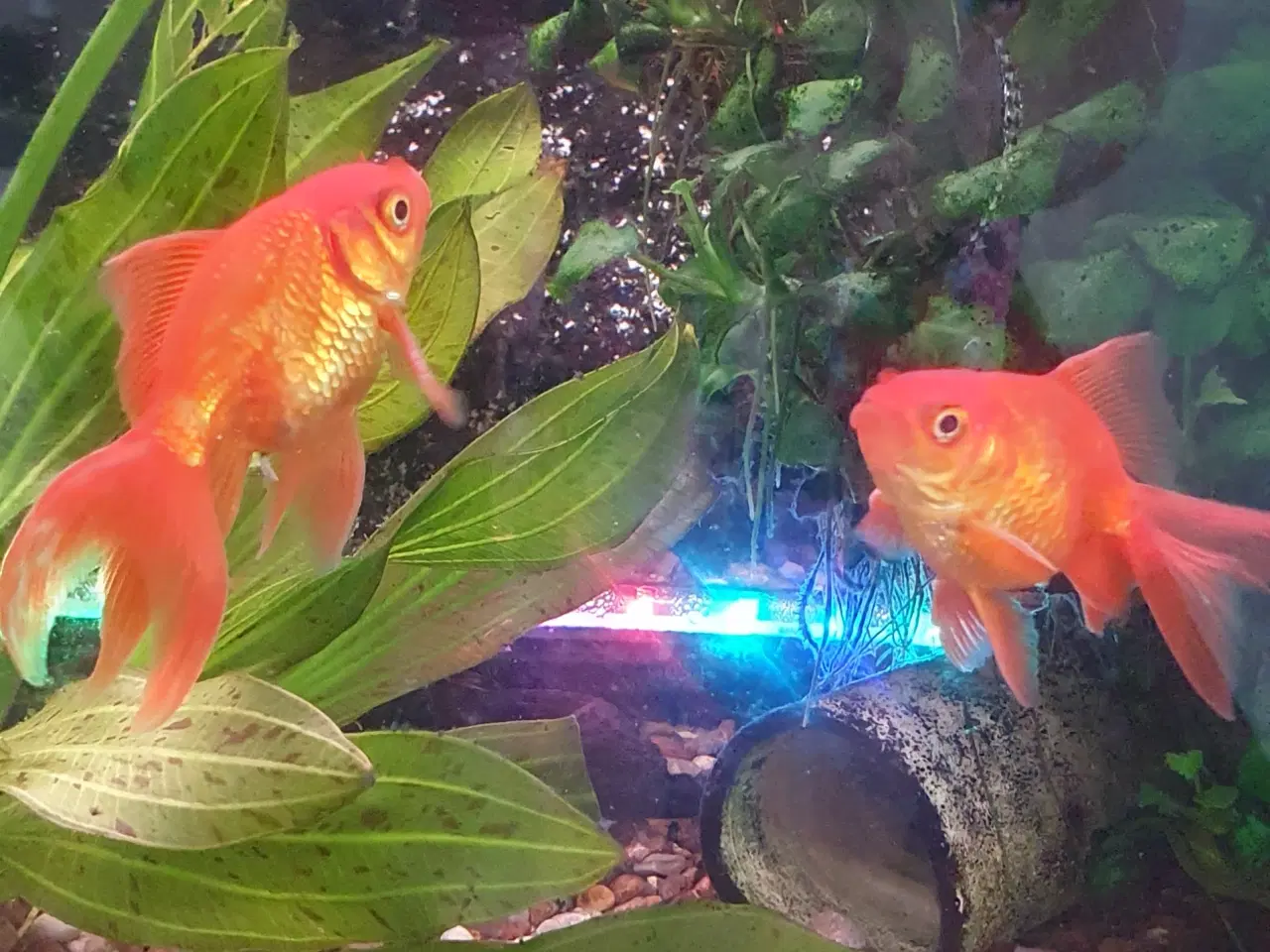 Billede 3 - Guldfisk orange, ca 8-9 cm med hale. 